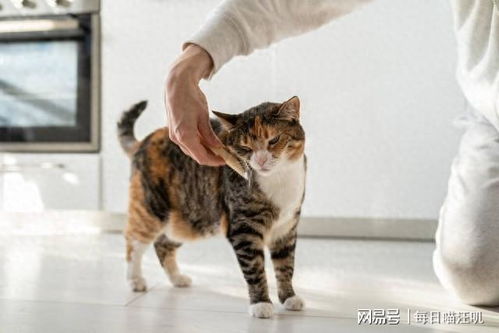 怎么陪伴宠物猫