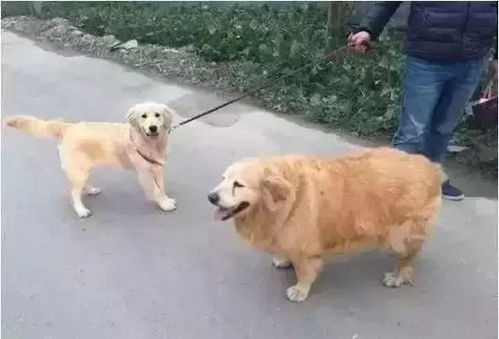 宠物狗瘦是怎么回事儿