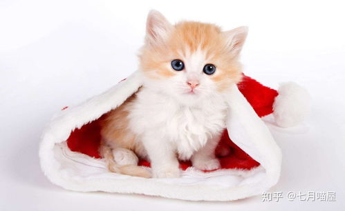 飞机怎么能带宠物猫