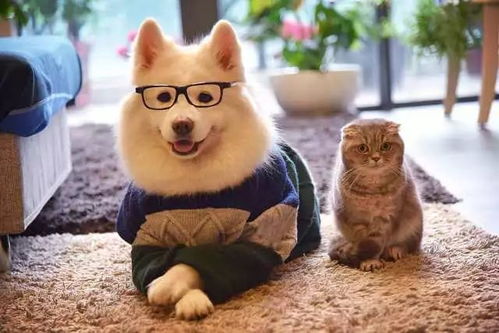 宠物猫咬伤多人怎么赔偿