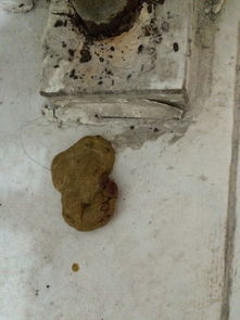 宠物狗拉屎带血怎么回事