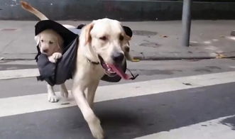 小孩遛自家宠物狗怎么办
