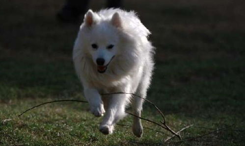 银狐犬宠物狗怎么养的好