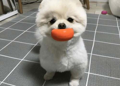宠物狗患肝腹水怎么办