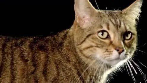 怎么分辨是否是宠物猫