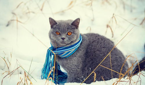 宠物猫皮肤烫伤怎么处理