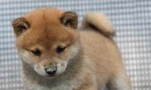 宠物狗幼崽怎么分公母