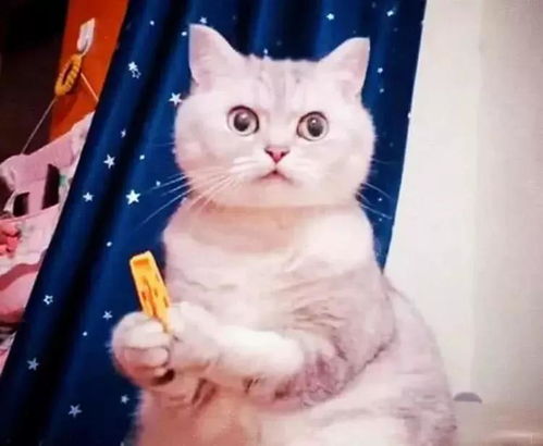 宠物猫夹子怎么用