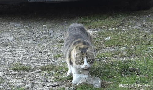 流浪猫怎么看待宠物狗呢