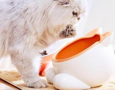 宠物猫脸怎么清洗
