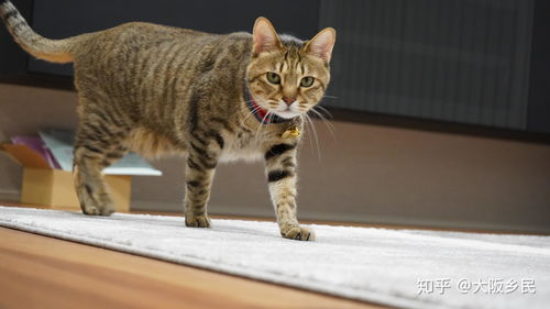 一只家养猫多少钱