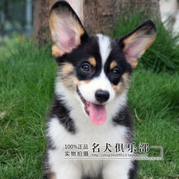 柯基赛级犬多少钱