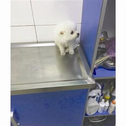 客人买宠物狗怎么说话呢