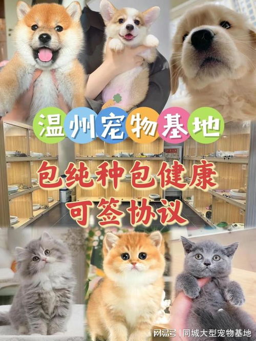 宠物猫狗怎么买