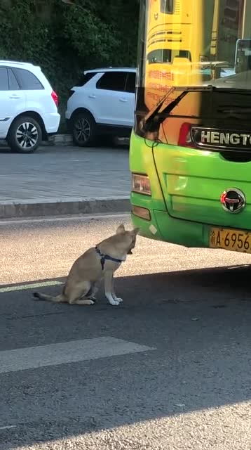 宠物狗躲太阳会怎么样吗