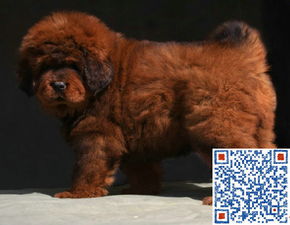 藏獒多少钱一只幼犬