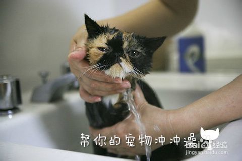 宠物猫狗夏天怎么养活