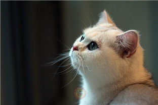 宠物猫代理怎么运营