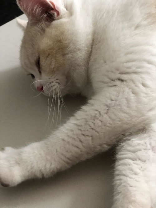 宠物猫丢失认领怎么处理