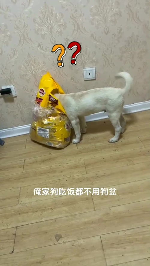有钱人家宠物狗怎么办呢
