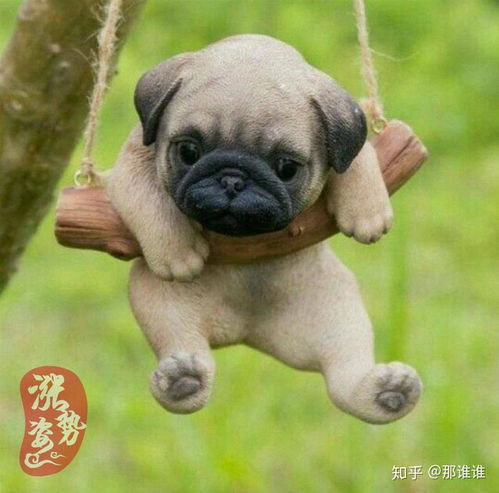 懒人小宠物狗怎么养的啊