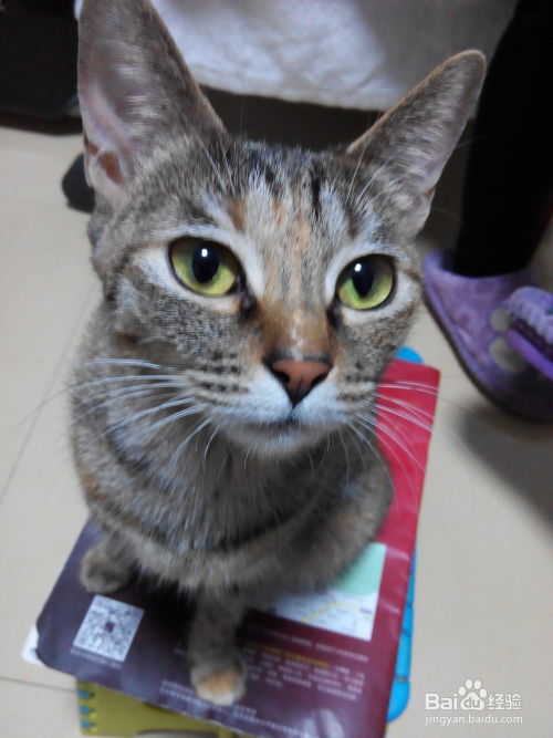 宠物猫怎么养在家