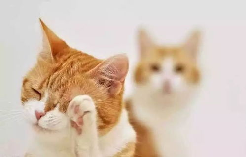 宠物猫不爱洗脸怎么办呀