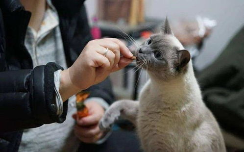 怎么喂养宝宝宠物猫