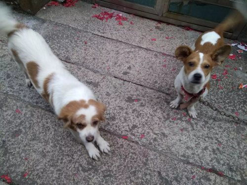 家有萌犬宠物狗怎么养好