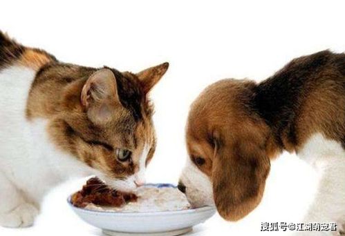 宠物狗吃猫粮怎么吃好吃