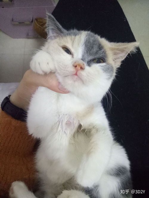 咸鱼上的宠物猫怎么交易