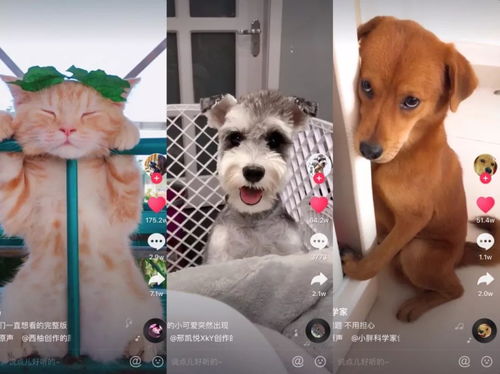 抖音宠物狗零食怎么做的