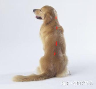 怎么给宠物狗滴驱虫药
