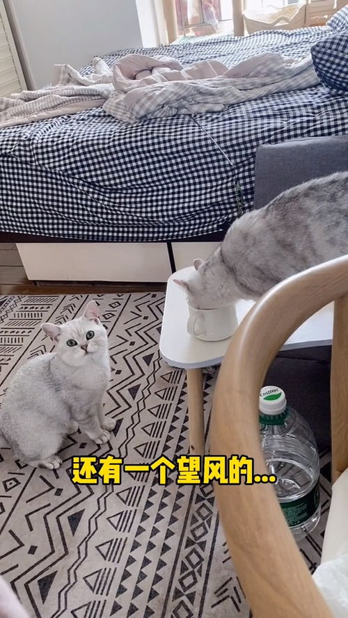 宠物猫偷喝啤酒怎么办啊