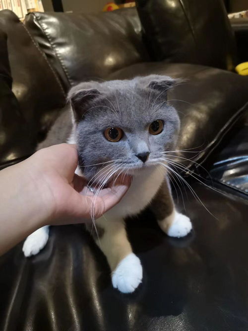 蓝猫折耳多少钱一只