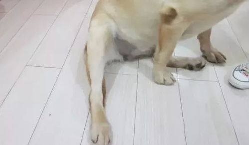 宠物狗患鼻炎怎么治疗的