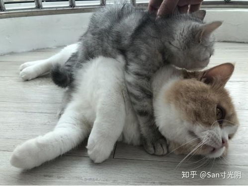 宠物猫怎么驱虫好用