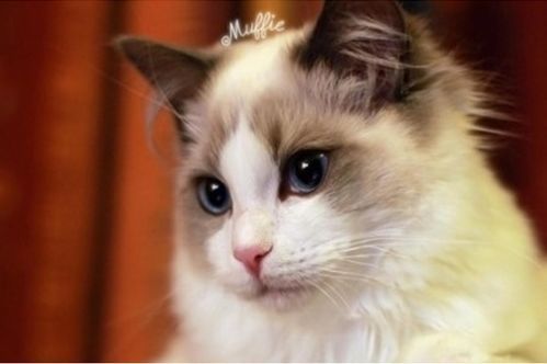 怎么选宠物猫最好