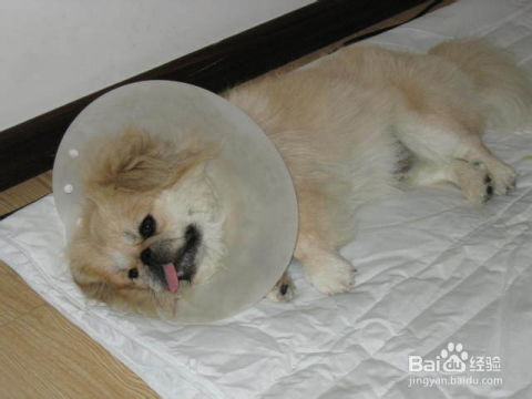 宠物狗的腿受伤了怎么办