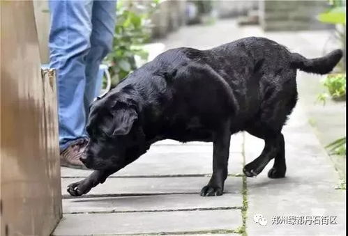 店里宠物狗不栓绳怎么办