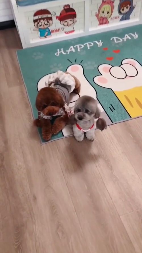 宠物狗藏起来了怎么办