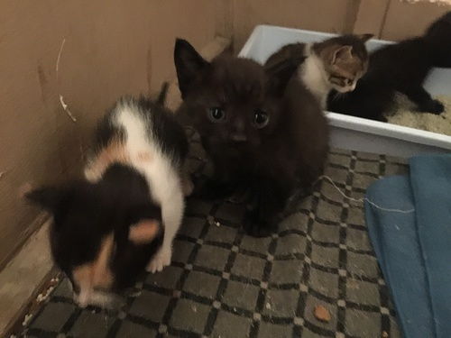 领养猫给多少红包