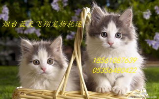 北京宠物猫怎么托运