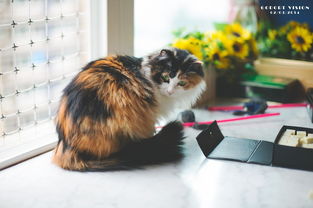 宠物猫怎么约会