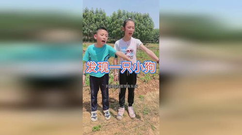 路边发现宠物狗怎么办啊