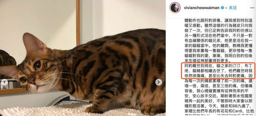 宠物猫重病怎么安慰朋友