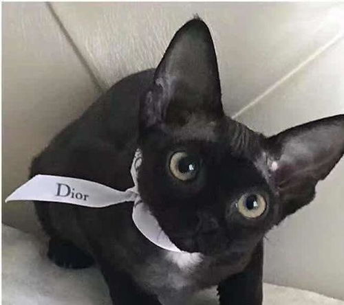 德文卷毛猫多少钱一只