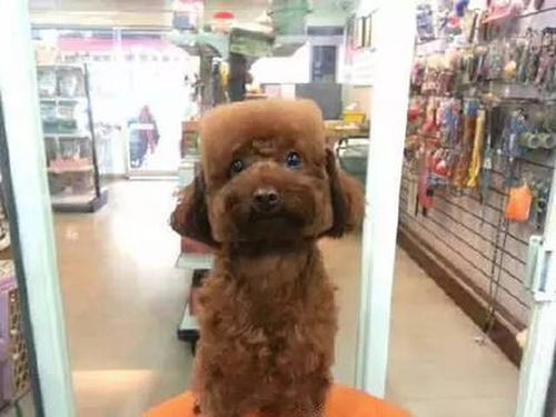 宠物狗的头发热怎么办呀