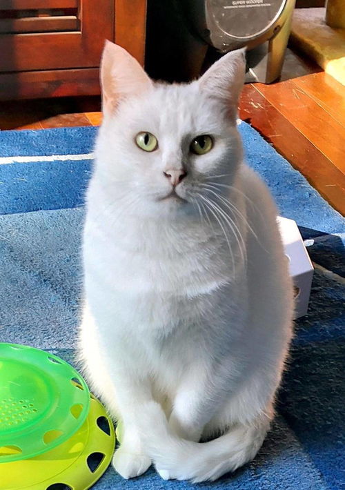 宠物猫怎么让它吃素食