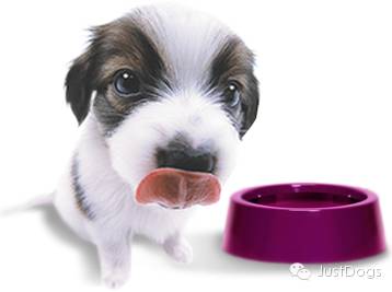 幼犬吃狗粮多少合适